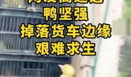 鸭货最新爆料新闻,揭秘行业背后惊人真相